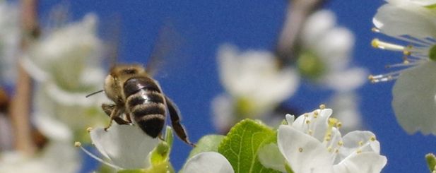 Fliegende Honig-Biene über Obstblüte